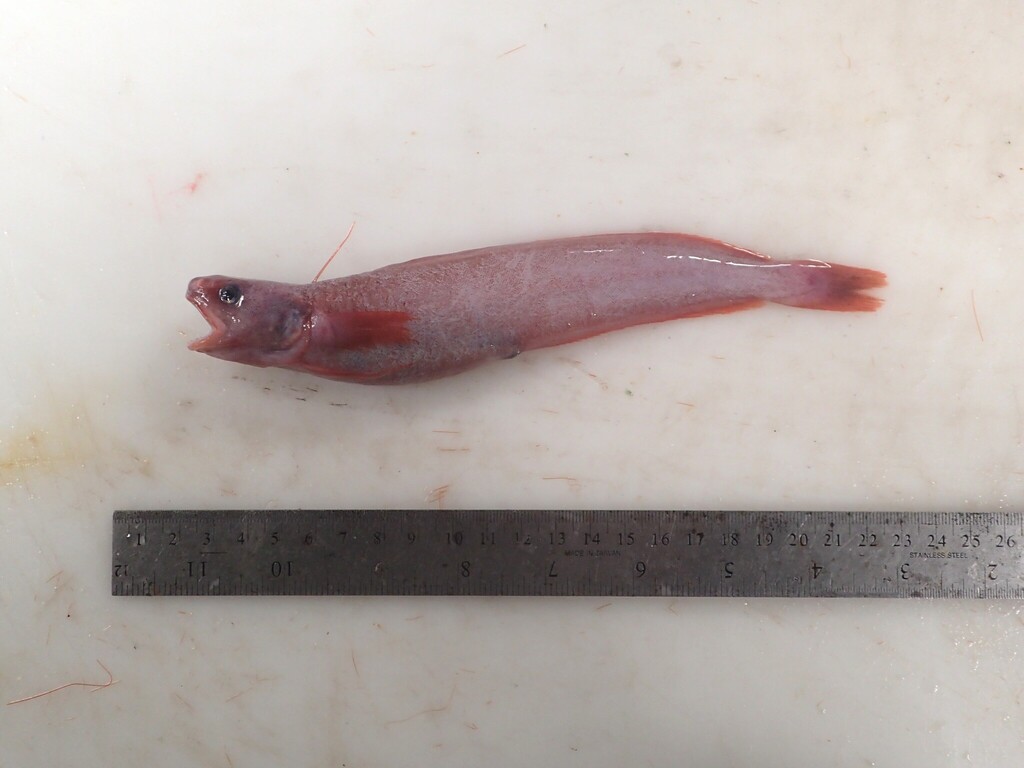 Arctique threebeard rockling (Gaidropsarus ensis) — Lotidae