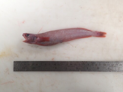 Arctique threebeard rockling (Gaidropsarus ensis) — Lotidae
