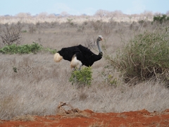 Struthio molybdophanes