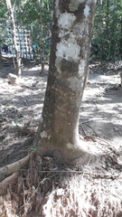 Isonandra perrottetiana