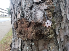 Dendroctonus terebrans