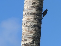 Melanerpes striatus