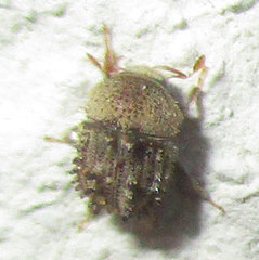 Styracoptinus