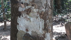 Isonandra perrottetiana