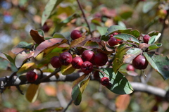 Cotoneaster multiflorus