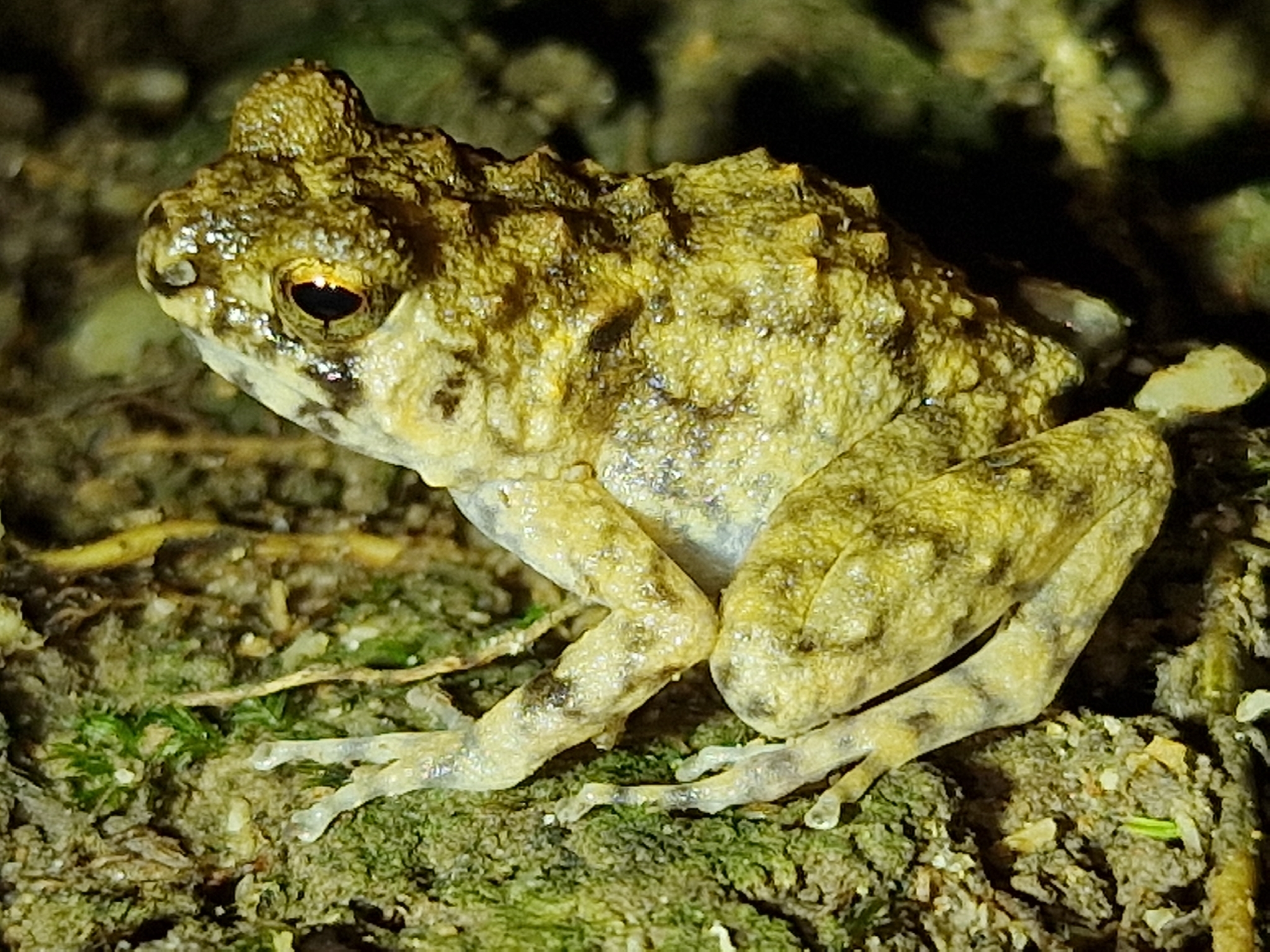 Wondiwoi Callulops Frog