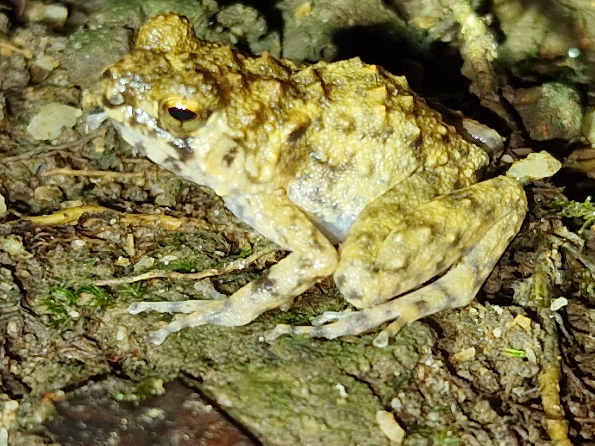 Wondiwoi Callulops Frog photo 2