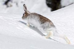 Lepus timidus varronis
