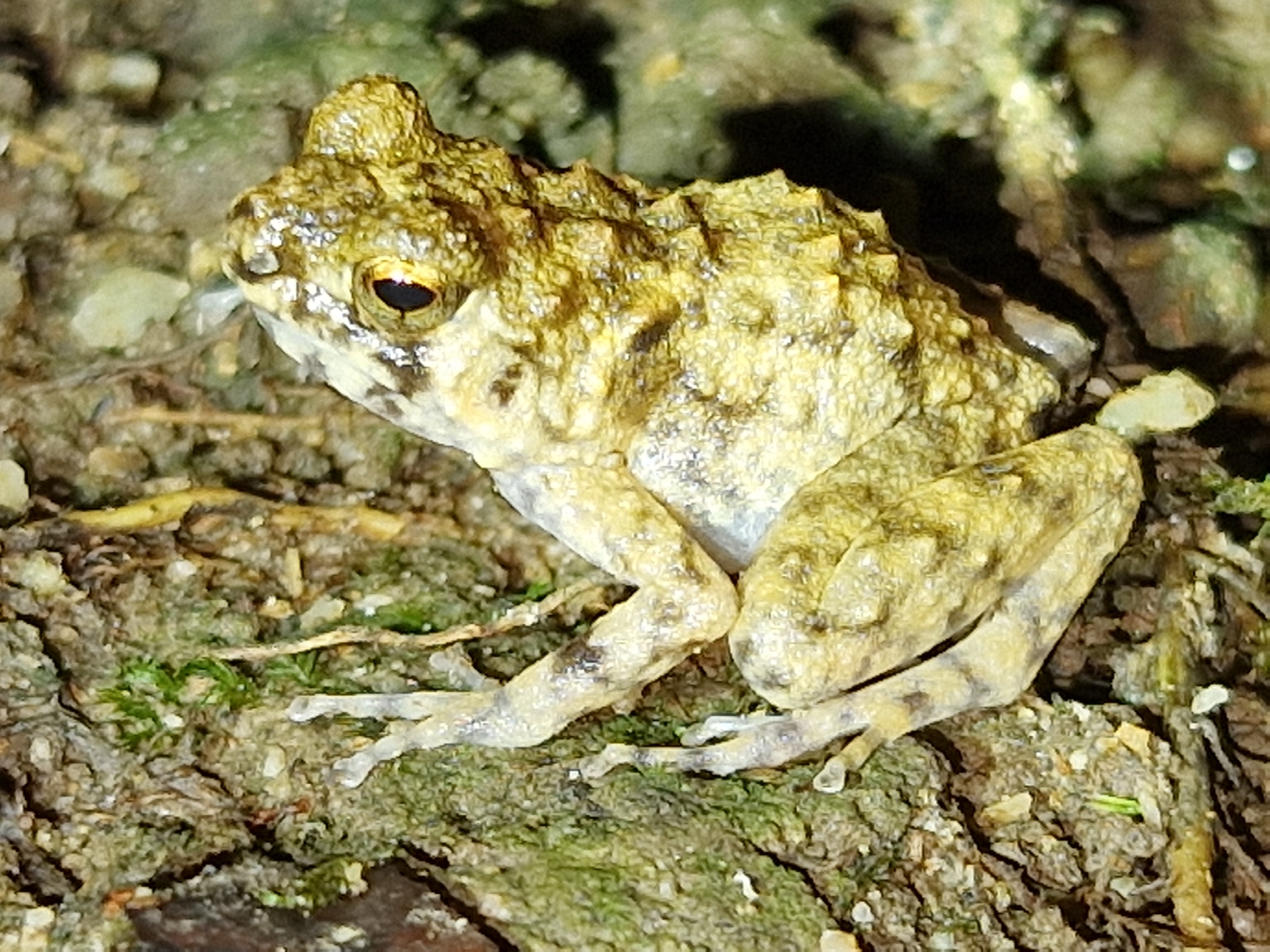 Wondiwoi Callulops Frog photo 3