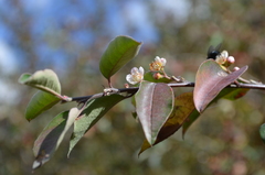 Cotoneaster multiflorus