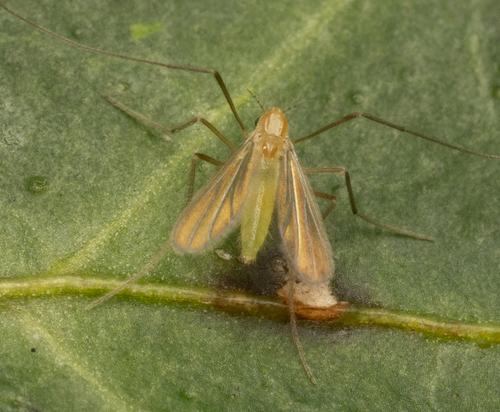 Unknown species found near Anderson County, TN, USA