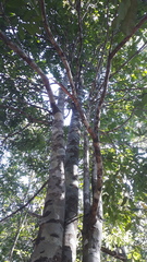 Isonandra perrottetiana