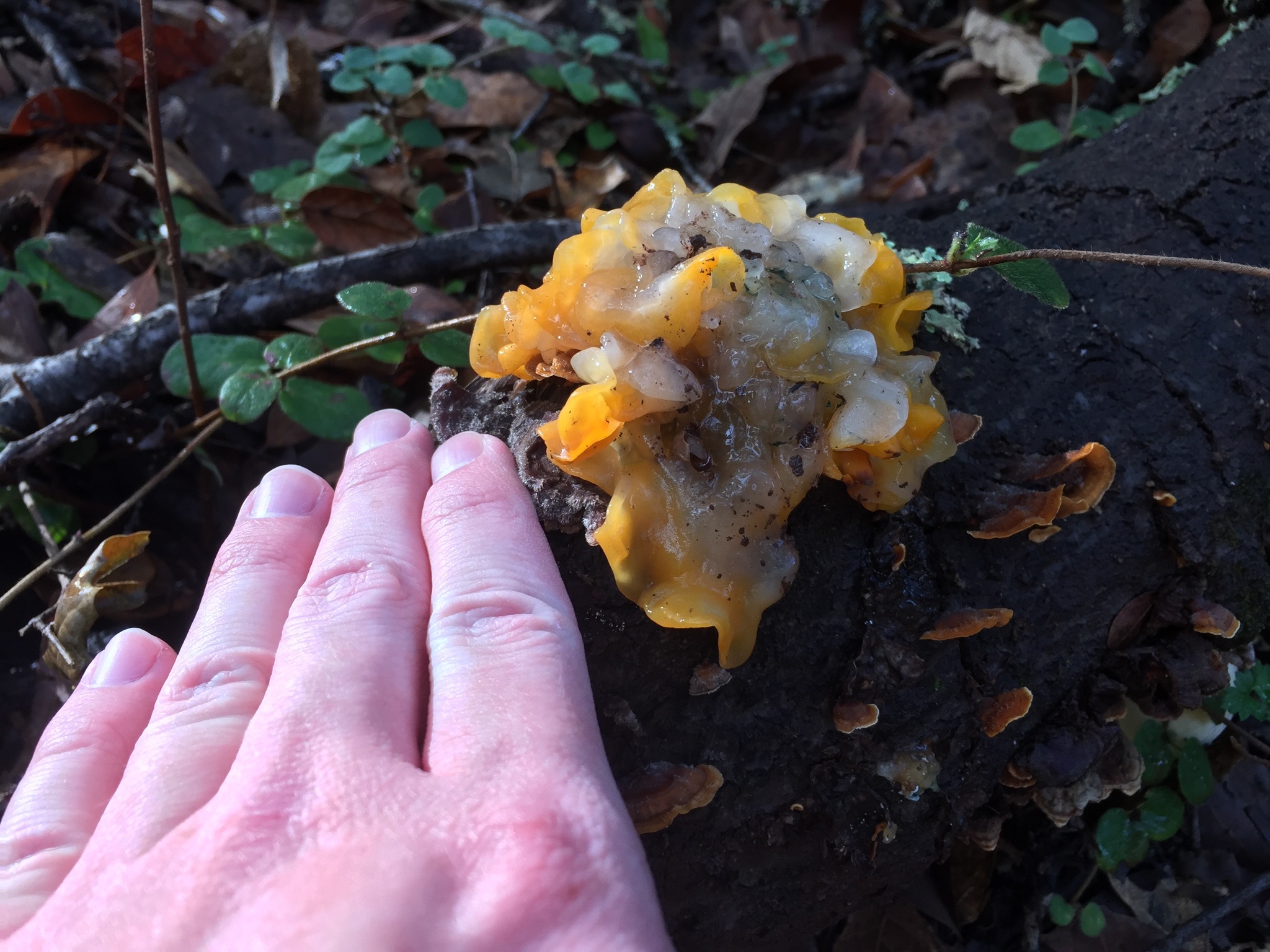 Tremella aurantia image