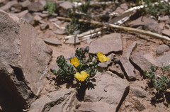Portulaca perennis