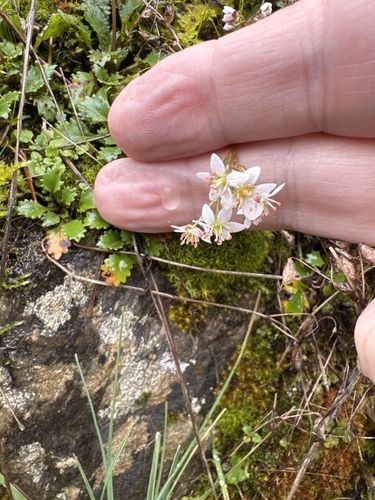 Howell's Saxifrage (Micranthes howellii)