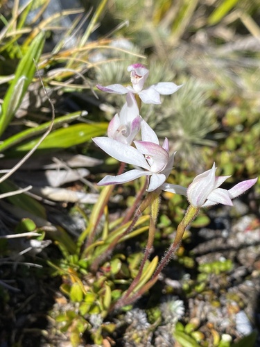 Caladenia lyallii observed 2026-02-05