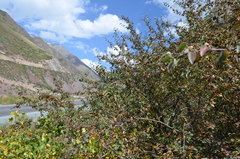 Cotoneaster multiflorus