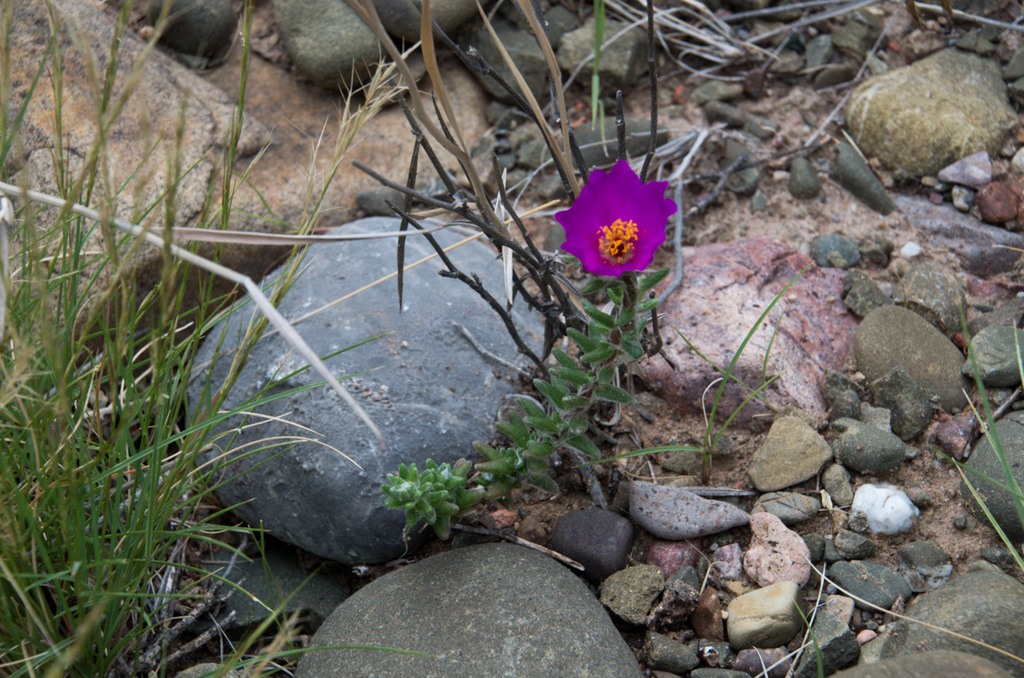 Portulaca confertifolia