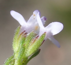 Pseudoselago bella