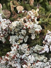 Stereocaulon dactylophyllum