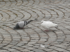 Columba livia domestica