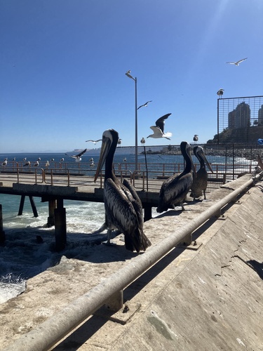 Peruvian Pelican (Pelecanus thagus), photo 7