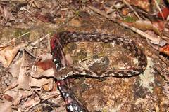 Hebius sarawacensis