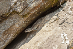 Laudakia tuberculata