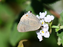 Allosmaitia strophius