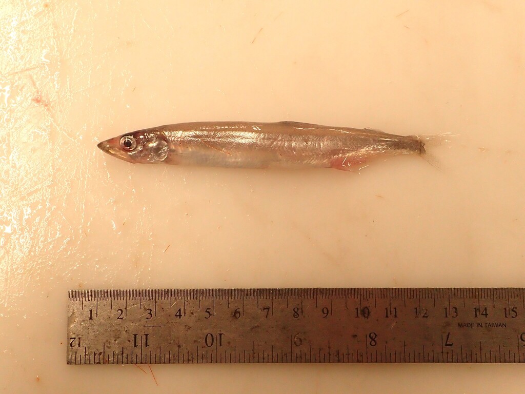 Breakfast fish (Mallotus villosus) — Osmeridae