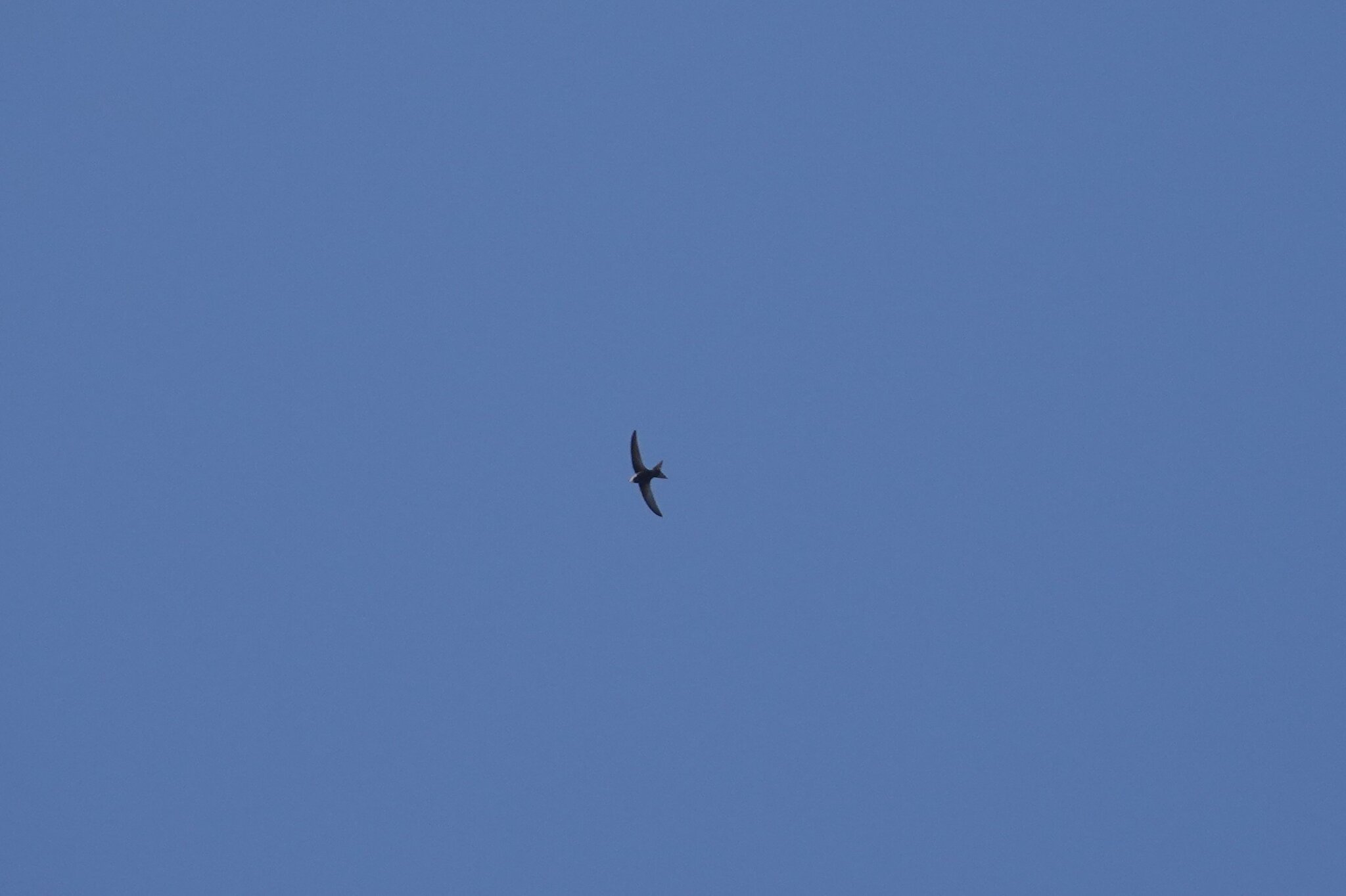 Apus apus (Linnaeus, 1758)