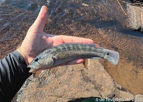 Belly Crawler Pike Cichlid