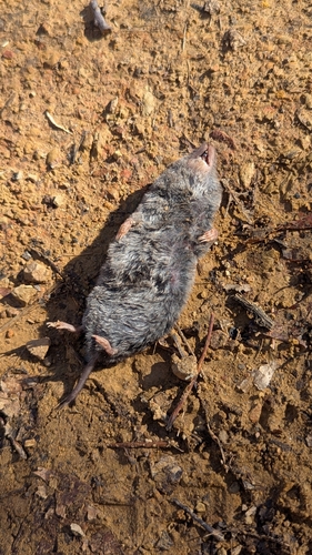 Northern Short-tailed Shrew