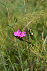 Dianthus borbasii
