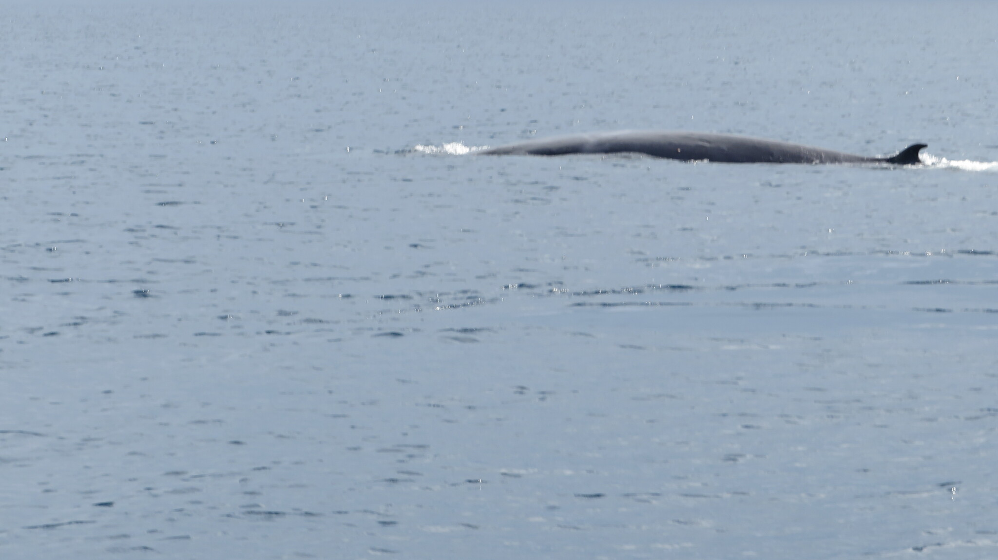 Balaenoptera omurai