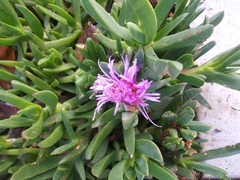 Carpobrotus chilensis