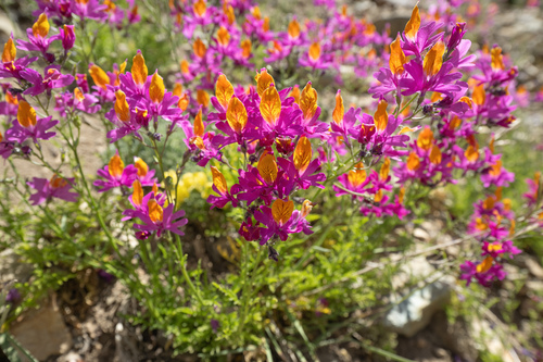 Schizanthus grahamii, photograph 5