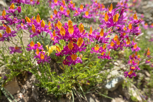 Schizanthus grahamii, photograph 6