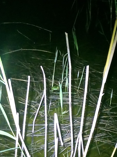 Avistamiento Ranita meridional