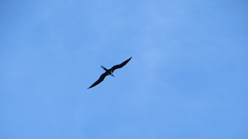 Lesser Frigatebird (Fregata ariel), photo 4