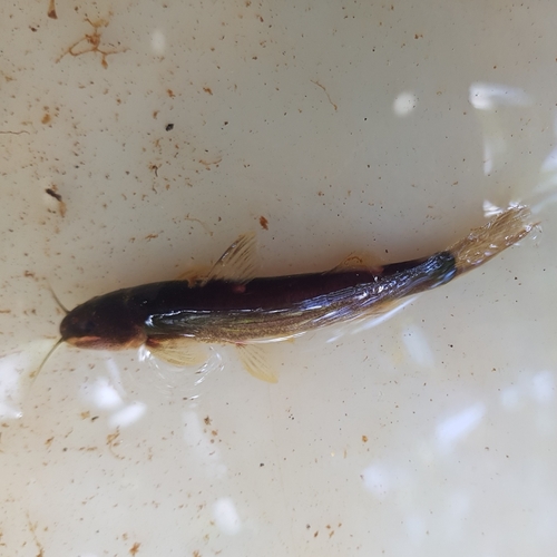 Ihering's dwarf catfish (Cetopsorhamdia iheringi) — Heptapteridae — 3