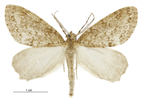 Pseudocoremia fenerata photo 3
