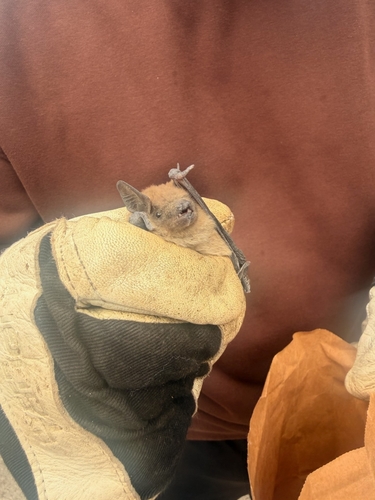 Big Brown Bat