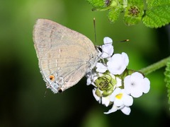 Allosmaitia strophius