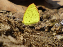 Eurema brigitta rubella