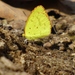 Eurema brigitta rubella - Photo (c) ninadsr，保留部份權利CC BY-NC