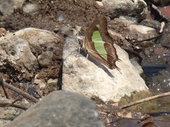 Polyura bharata