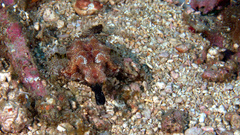 Eurypegasus draconis