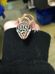 Eublepharidae