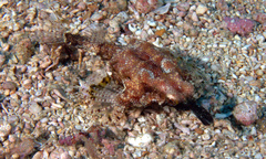 Eurypegasus draconis